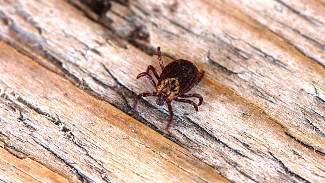 US doctors warn of Alpha-Gal syndrome as tick bite cases rise