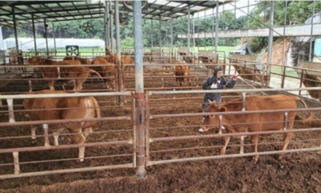 Mongolia culls 1,230 livestock after FMD outbreak