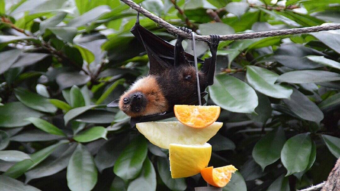Nipah confirmed in Kozhikode man, 77 contacts traced