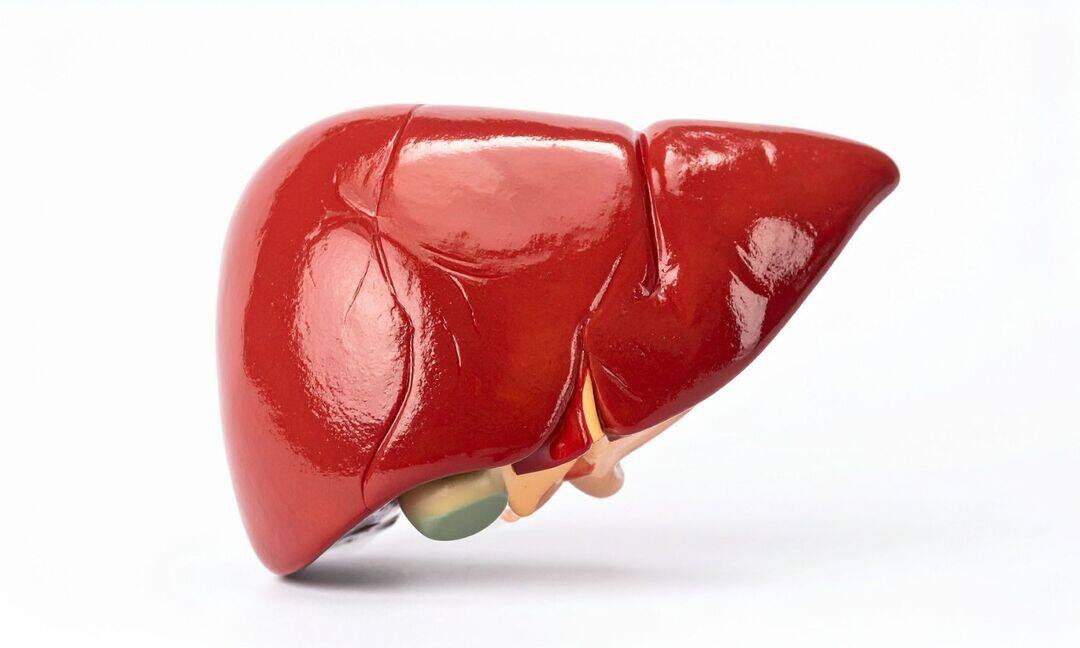 Health Ministry highlights importance of liver health