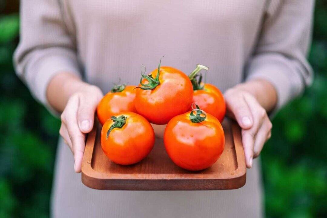 Can tomato juice cure diabetes in just 90 days?
