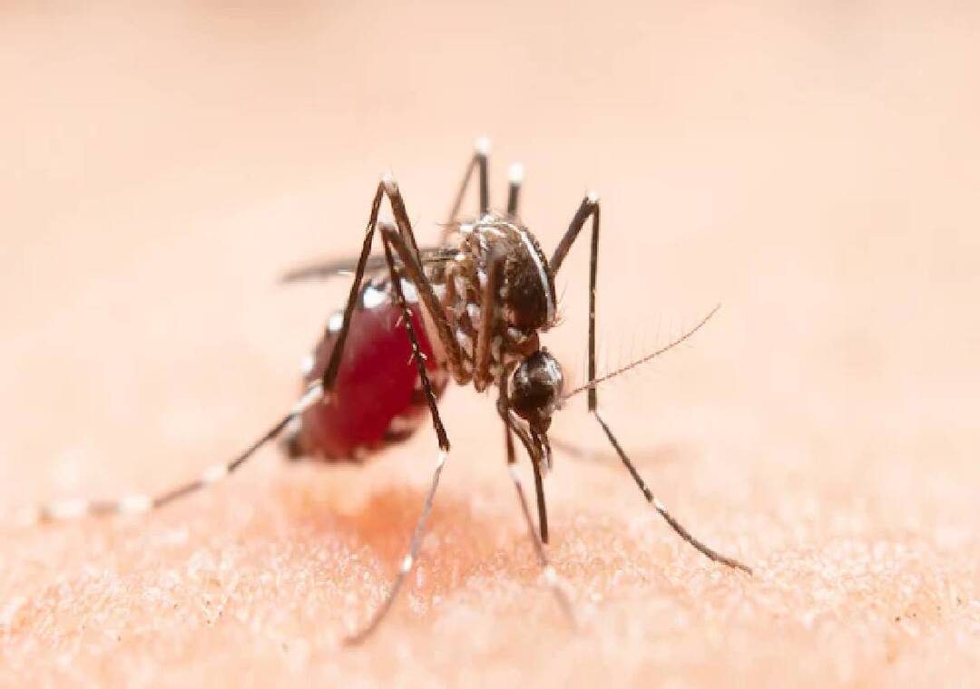 Dengue, malaria preparedness reviewed before monsoon