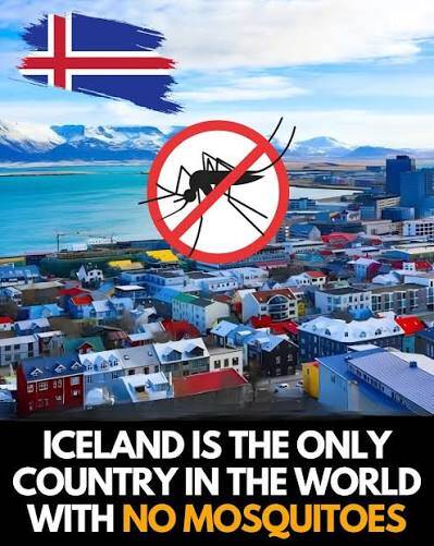 How does Iceland have almost no mosquitoes despite its wetlands?