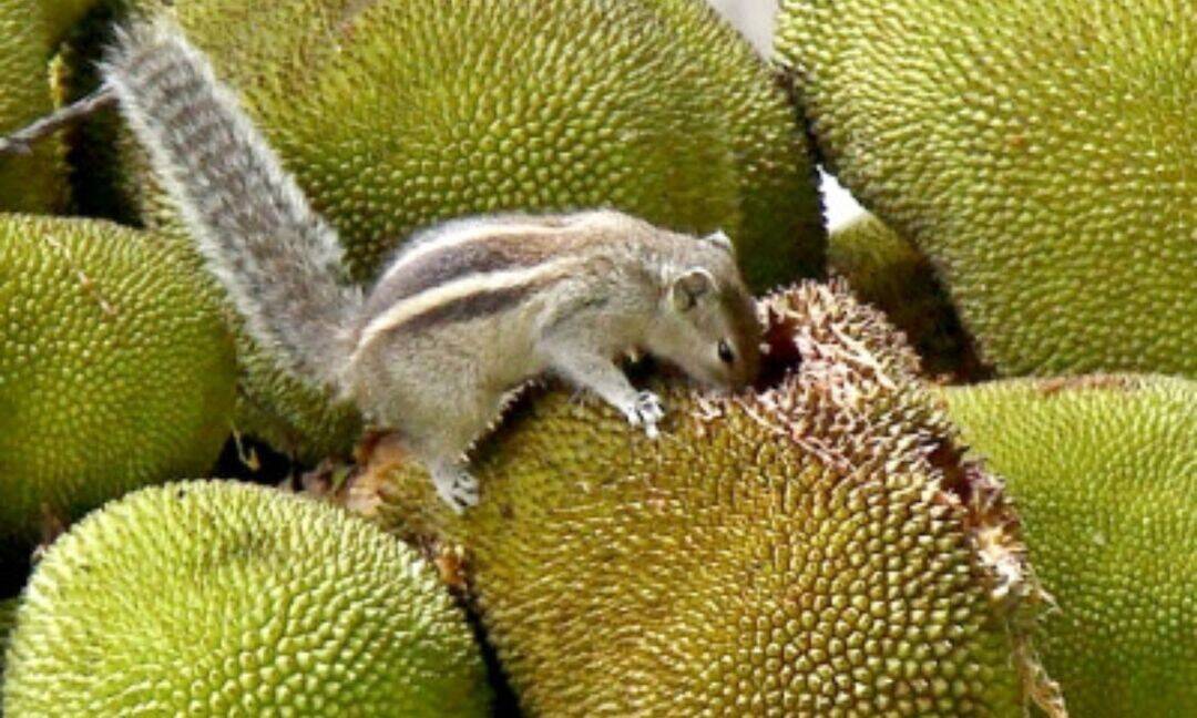 Kerala plans health-focused push to promote Jackfruit benefits