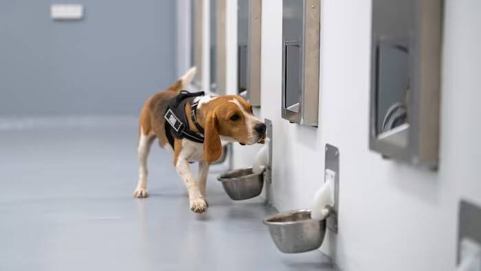 Trained dogs and AI show promise for early cancer screening