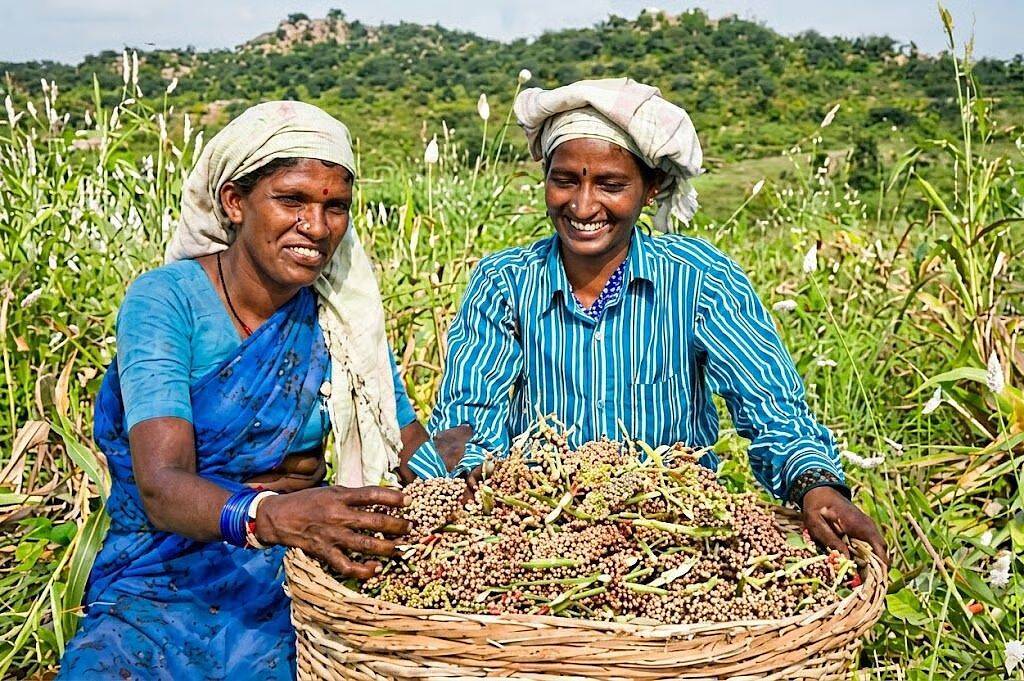 Heat puts farms at risk in India