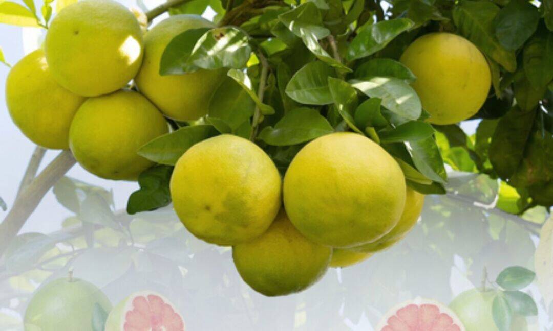 Pomelo: The citrus superfruit packed with nutrients