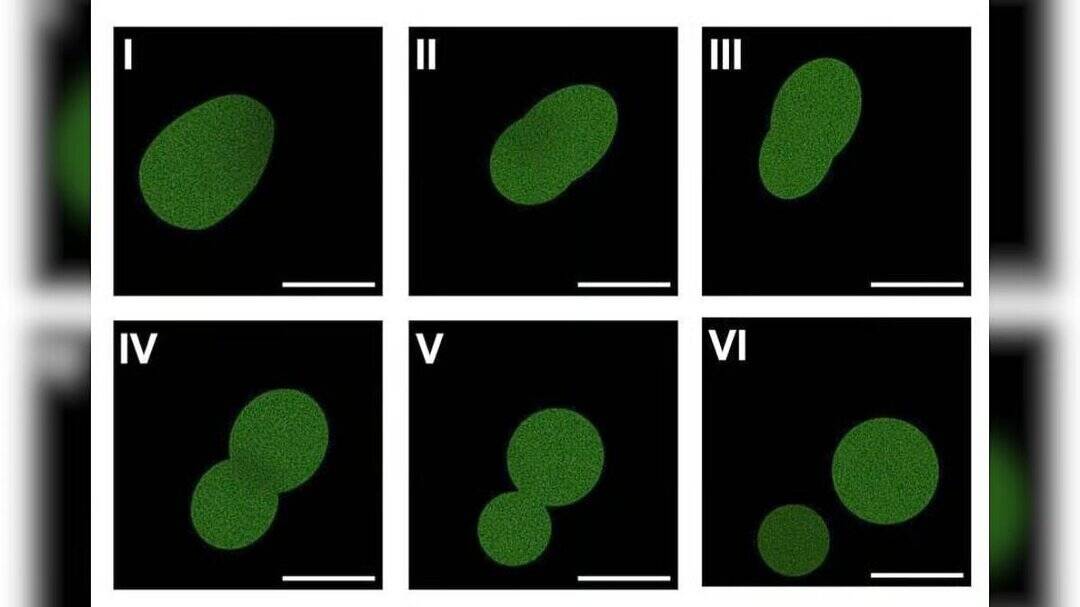 Spudcell: Scientists make synthetic cells that can grow, replicate