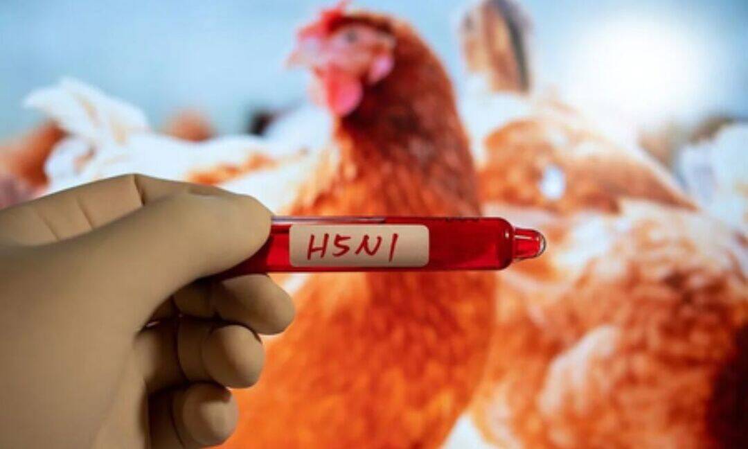 Australia reports first suspected H5N1 case on east coast