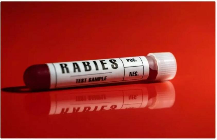 Why do rabies cases rise during monsoon season?