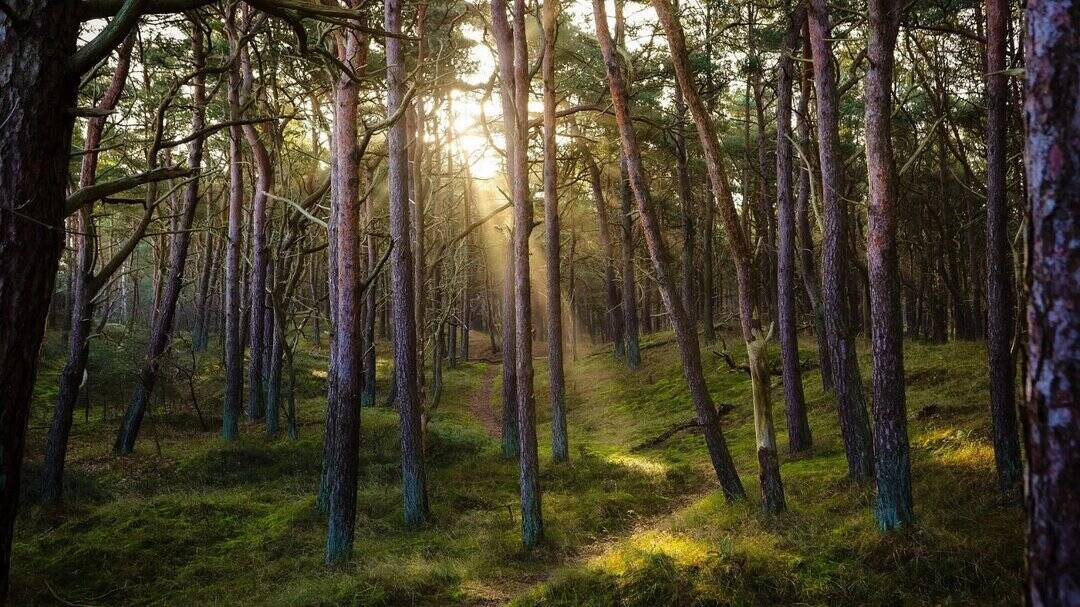 Photo: Inshorts The Role of Carbon Dioxide and Temperature