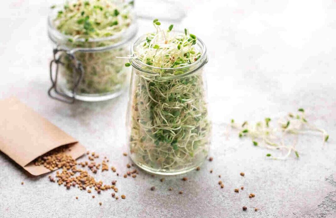 Cooking sprouts lowers food poisoning risk, say experts