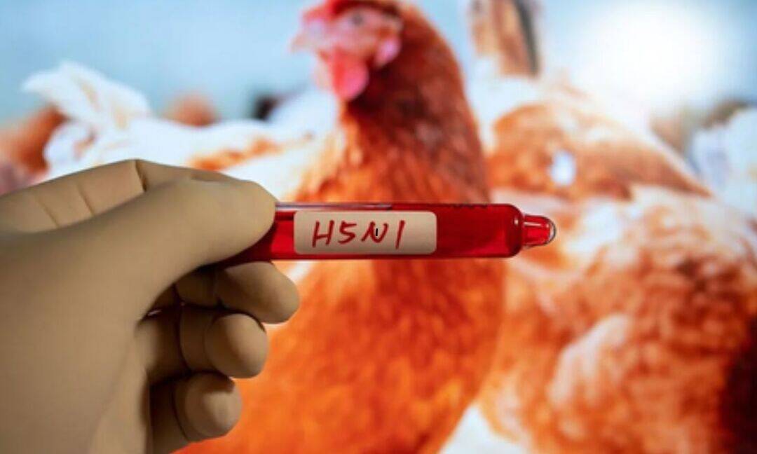 H5N1 bird flu detected in New Zealand