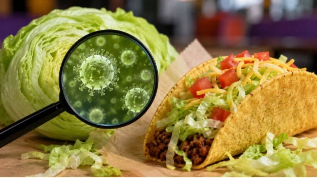 CDC probes Taco Bell lettuce in 5 US-state cyclospora outbreak