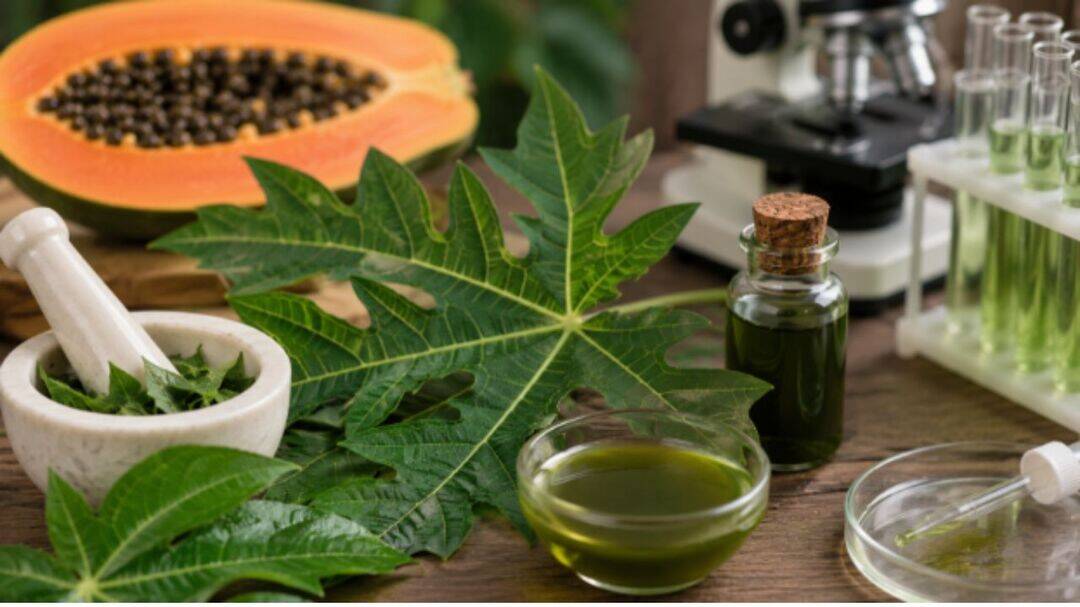 Papaya leaf extract faces scrutiny after cancer study debate