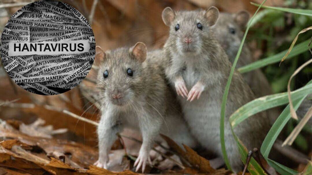 Hantavirus alert in Venezuela: 3 dead, 2 suspected cases