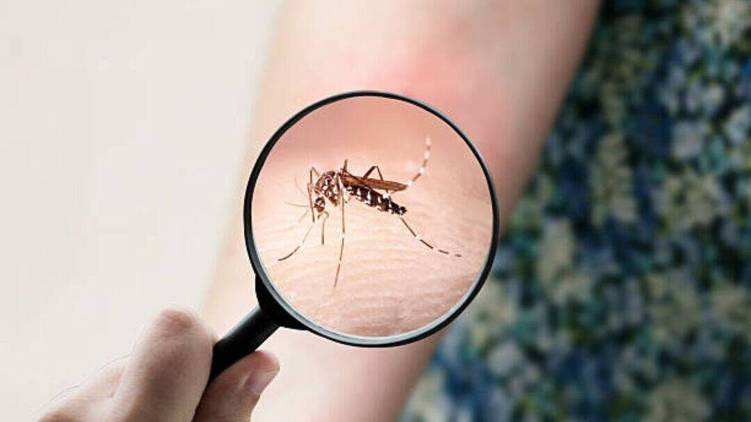 US issues chikungunya travel alert: Is India on the list? 
