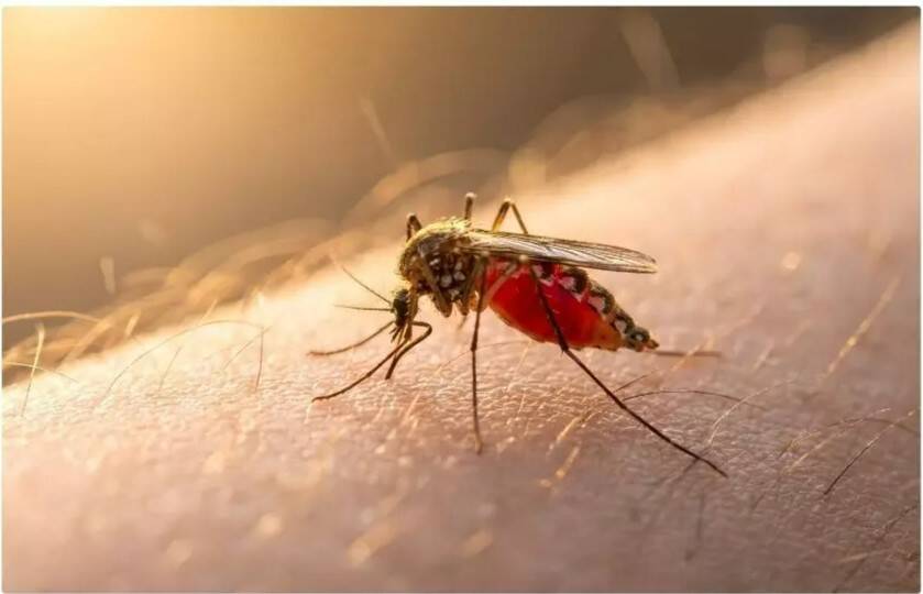 Can India’s first dengue vaccine change disease prevention?