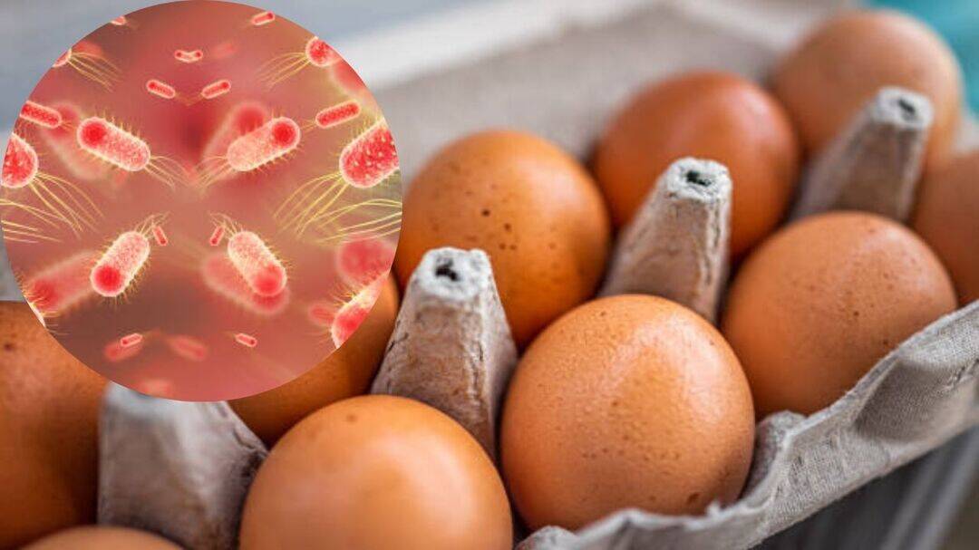 US salmonella outbreak linked to eggs sickens nearly 100 
