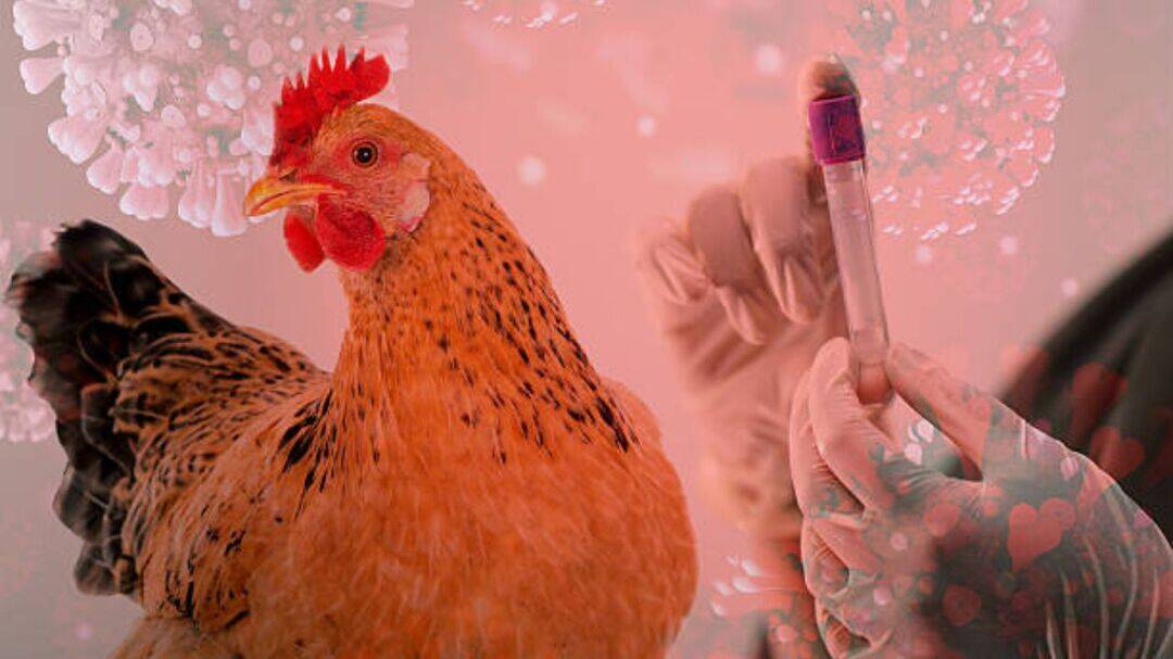 Australia reports 53 H5N1 bird flu cases, steps up surveillance