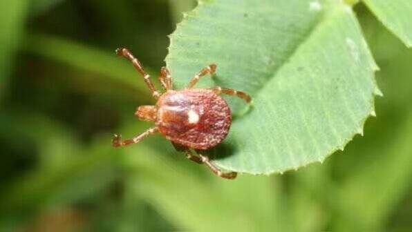 Rare Bourbon Virus Detected in New York State