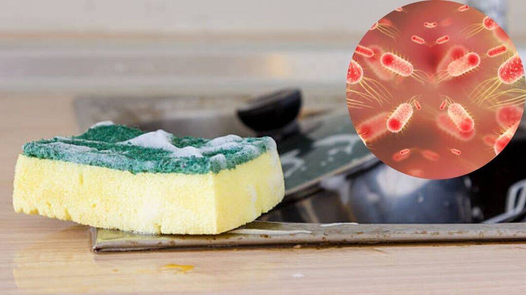 Kitchen sponges harbour millions of bacteria, experts warn