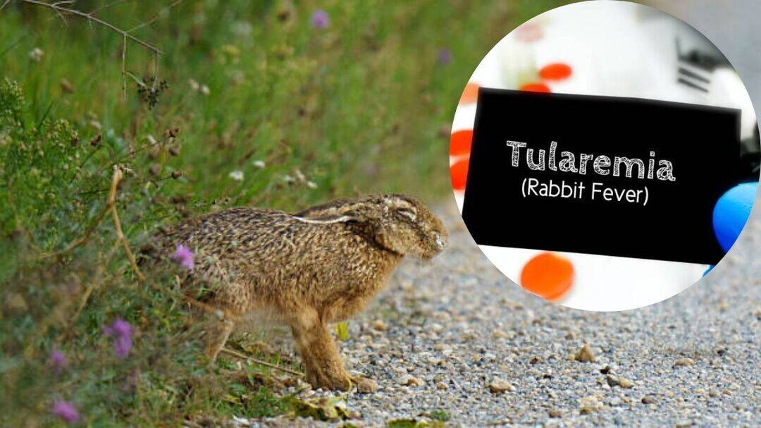Severeal cases of rare rabbit fever reported in New York 