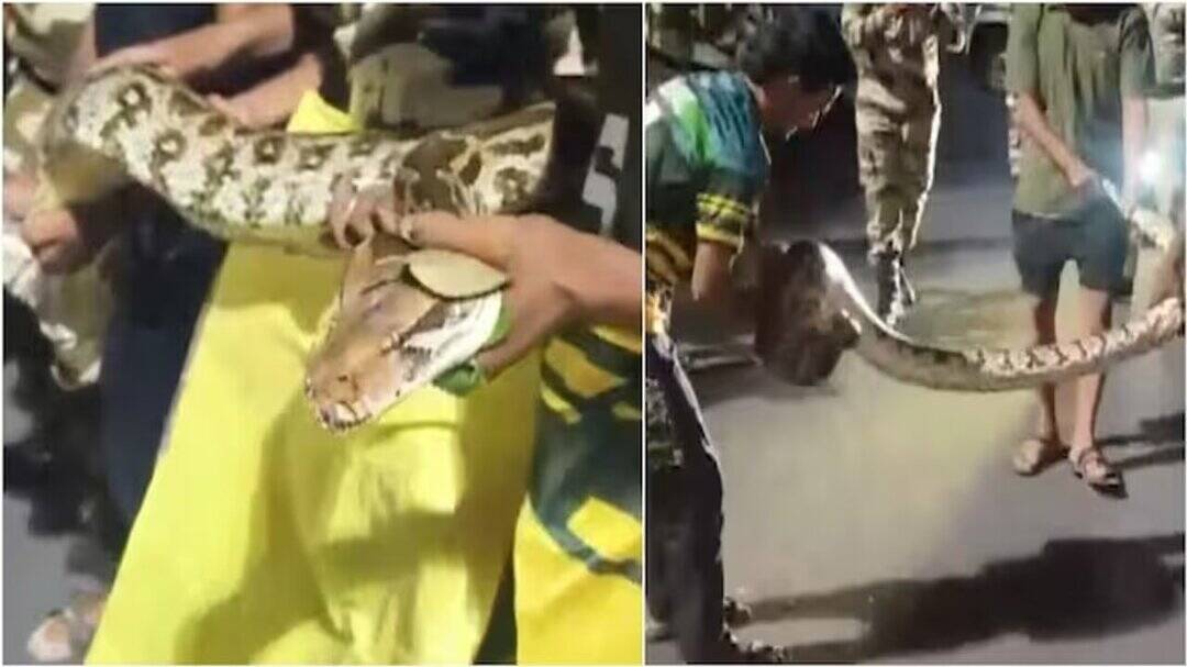 10-foot python rescued from bushes near Maha's Amravati Airport