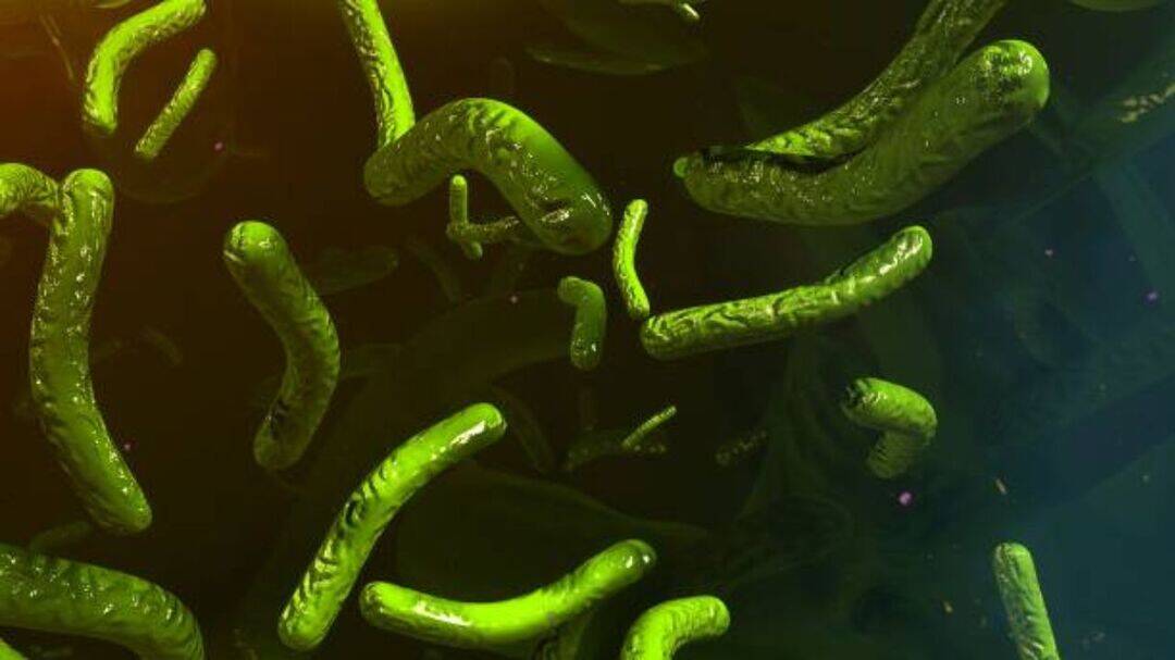 5 dead as flesh-eating bacteria infections surge in Louisiana 