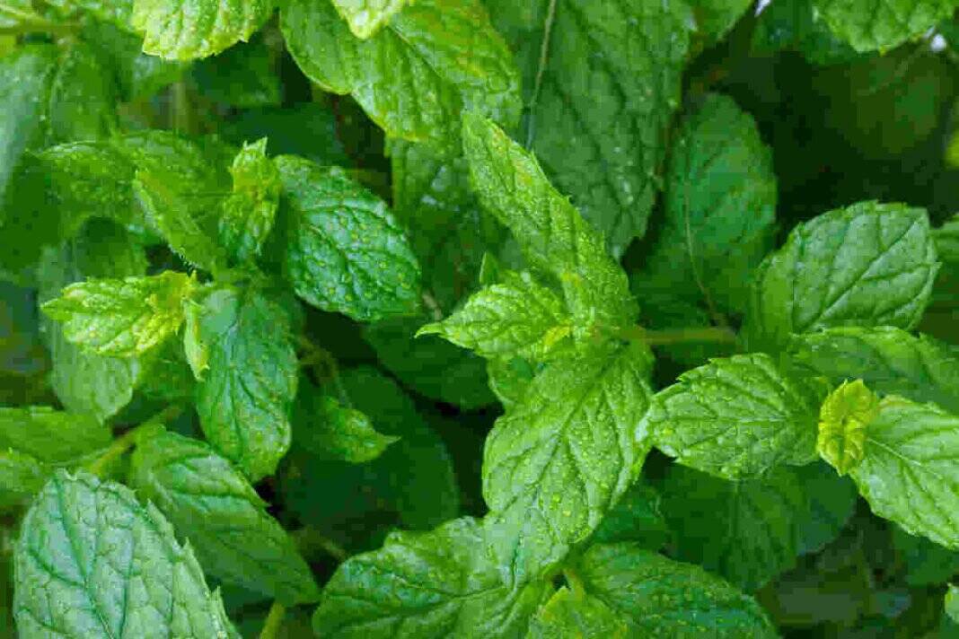 Is mint actually good for acid reflux?