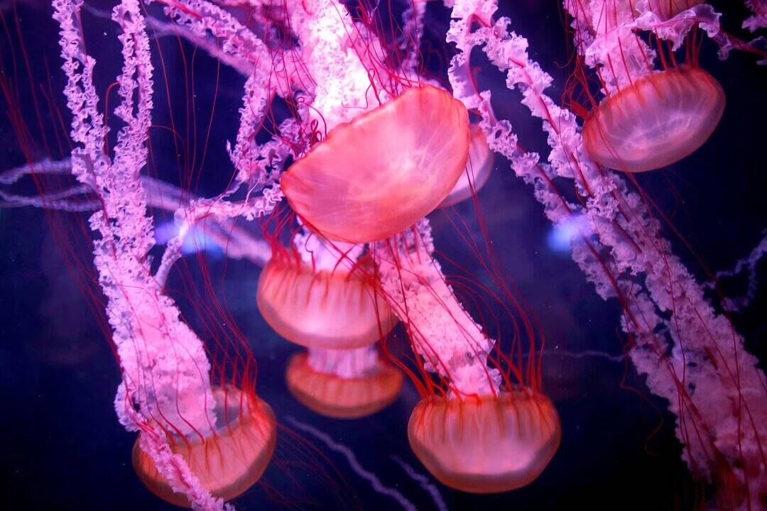 Jellyfish force shutdown of 3 reactors at France's largest nuclear plant