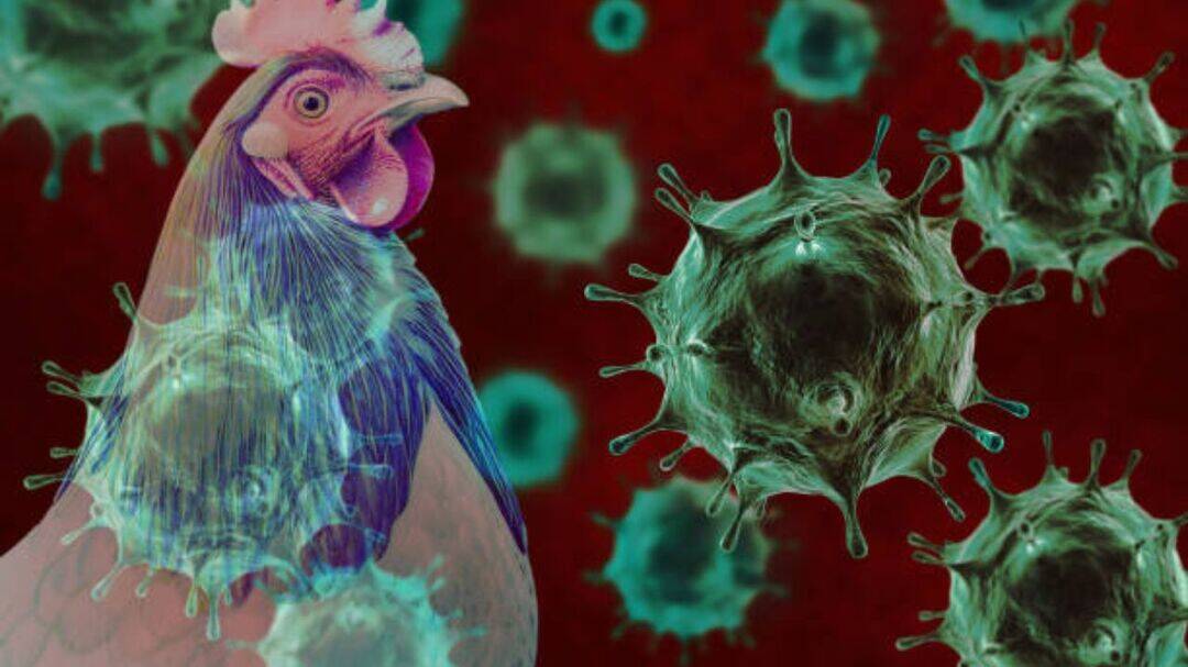 Australia bird flu alert widens, Tasmania reports first H5N1 case