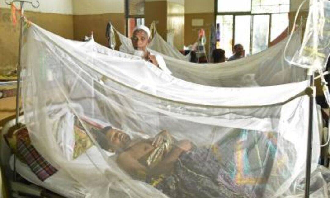 Bangladesh dengue death toll reaches 70, 805 new cases in 24 hours