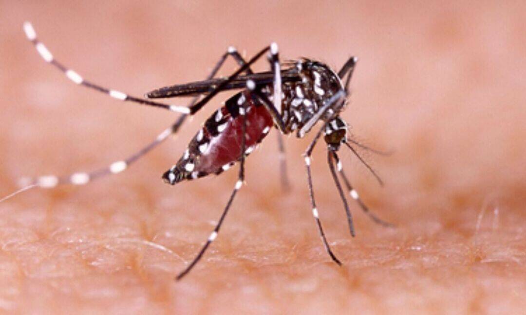 Dengue risk rises in Noida, 15 high-rise societies get notices