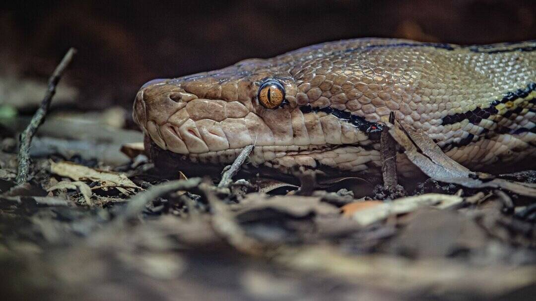 15-foot python named after Jodie Foster becomes first snake to receive human cancer treatment