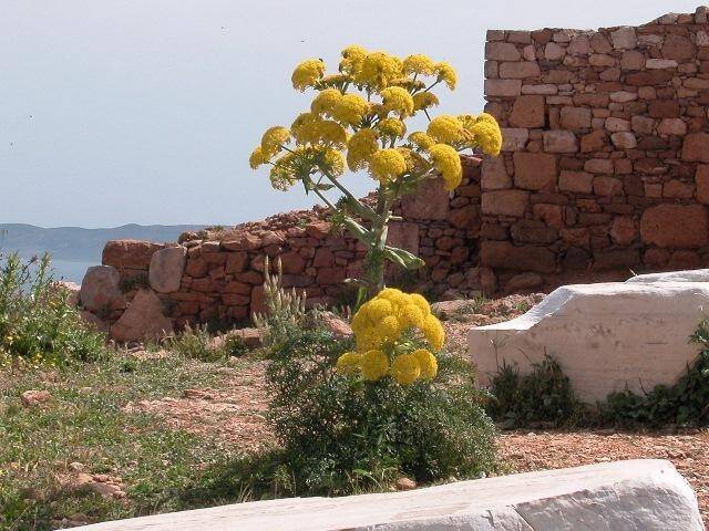 A rare Turkish plant may be the ancient, extinct silphium