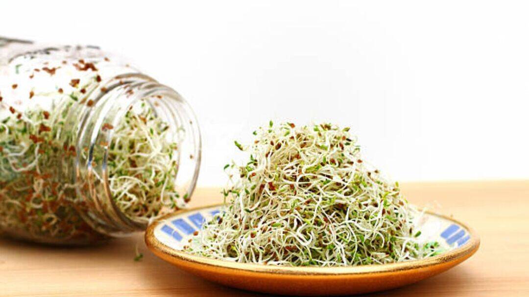 Alfalfa sprouts linked to food poisoning outbreak in 15 US states