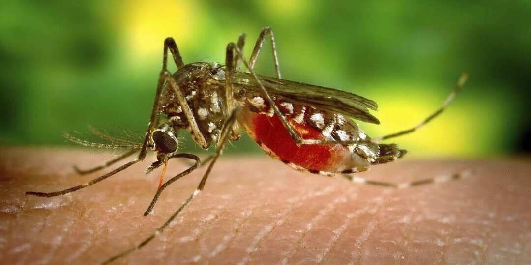 Nearly 3 in 10 test positive for West Nile antibodies in Keralam
