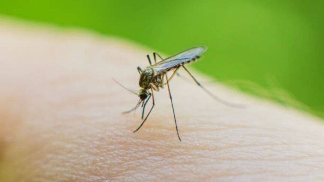 2 airport workers die of malaria after mosquito bites on plane
