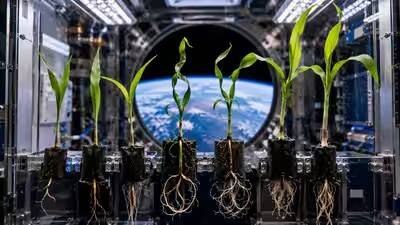 NASA's space plant research could aid Moon, Mars missions; corn seeds germinate in microgravity but rely on light cues