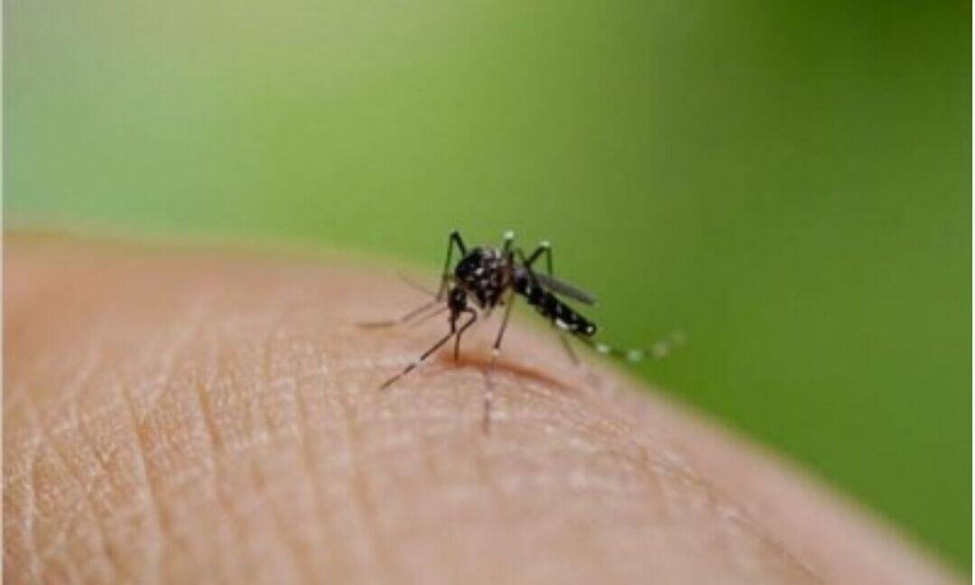 Dengue cases in Bengal cross 4,500 mark