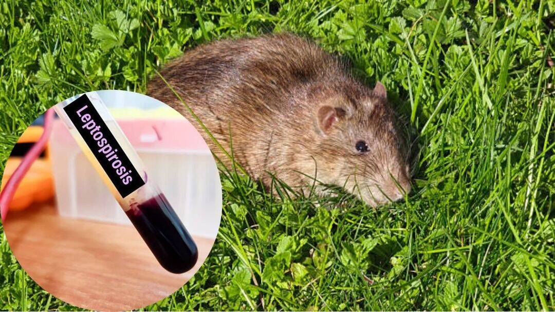 Leptospirosis epidemic declared in Manila as hospitals fill up