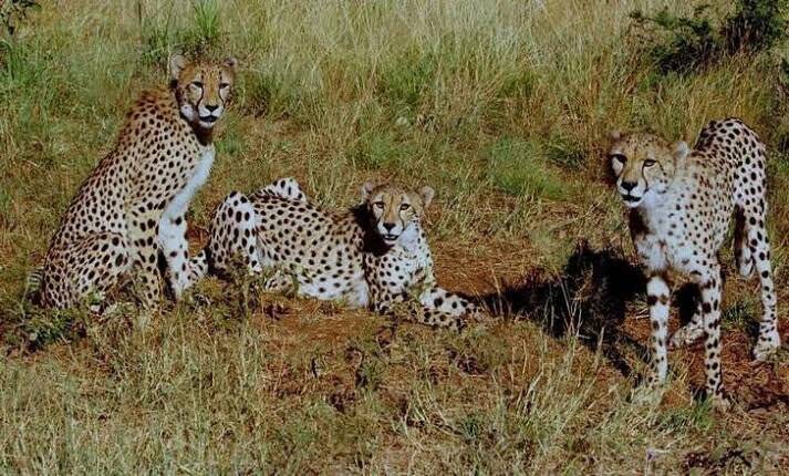 Extinct American cheetah species closely related to Puma: Study