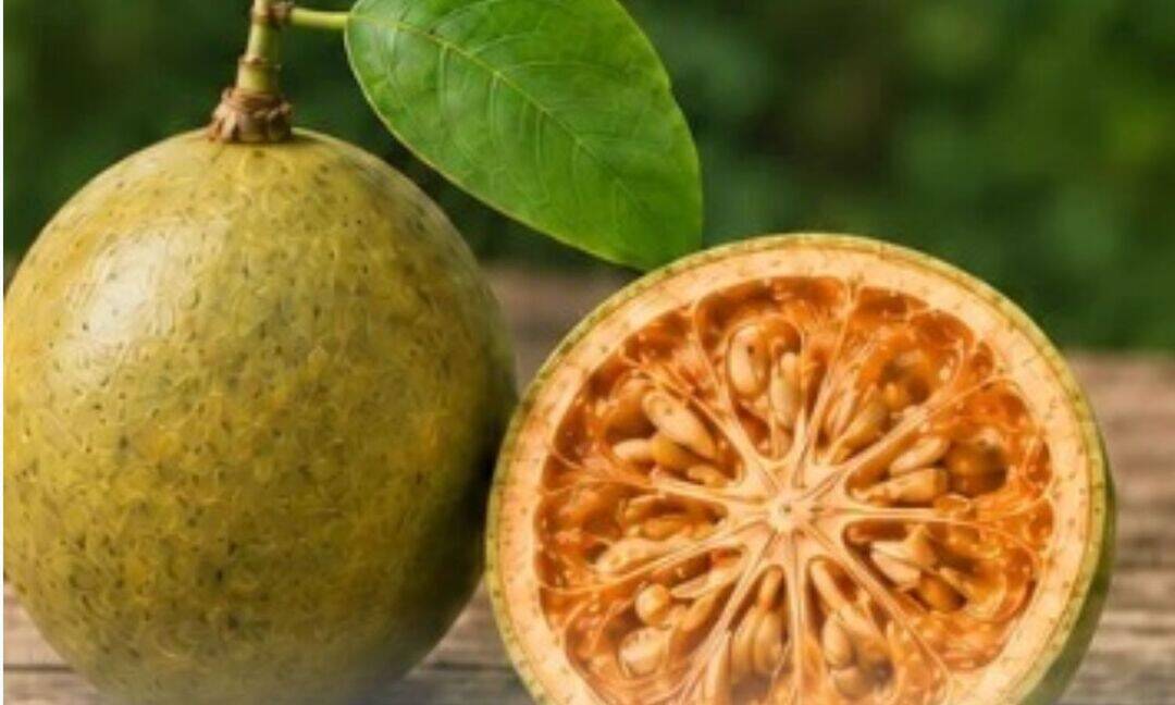 Bael tree's traditional uses and medicinal properties explained