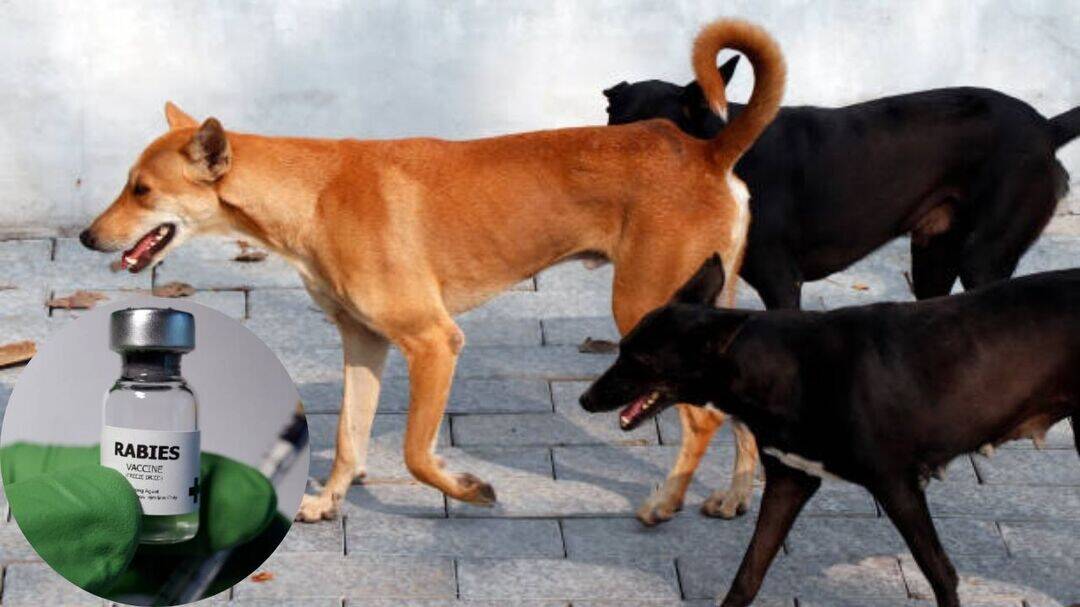 Vaccinating dogs could curb rabies deaths in India: Lancet study