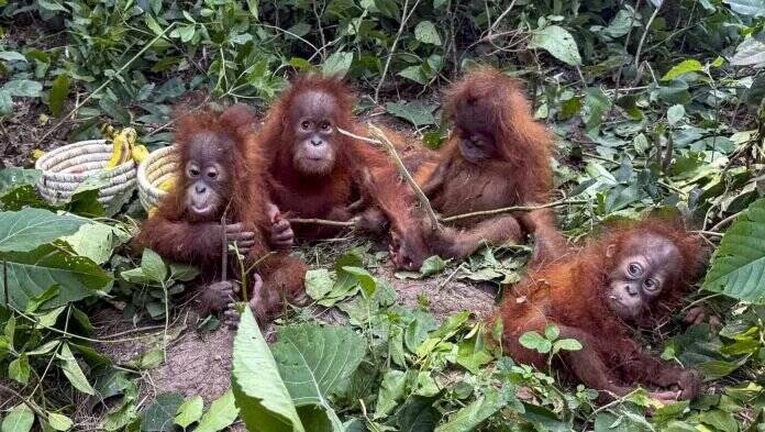 Baby orangutans listening to Indian classical music in Odisha zoo