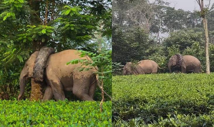 Elephant spotted with tyre stuck around its neck in Assam