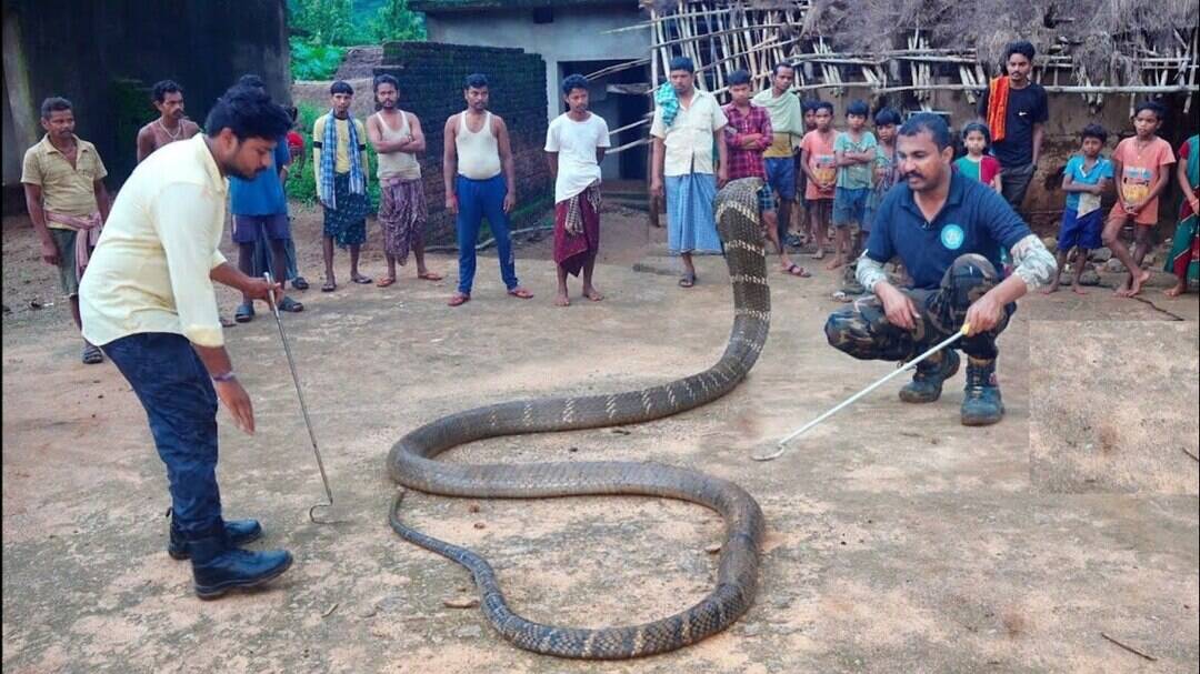 Rajasthan's Bhopa community: 50 years of snake rescue tradition