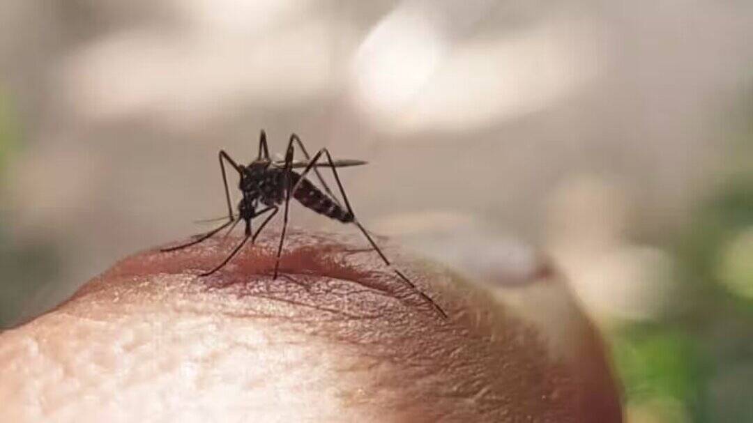 Dengue cases cross 5,000 in West Bengal; Kolkata among worst-hit
