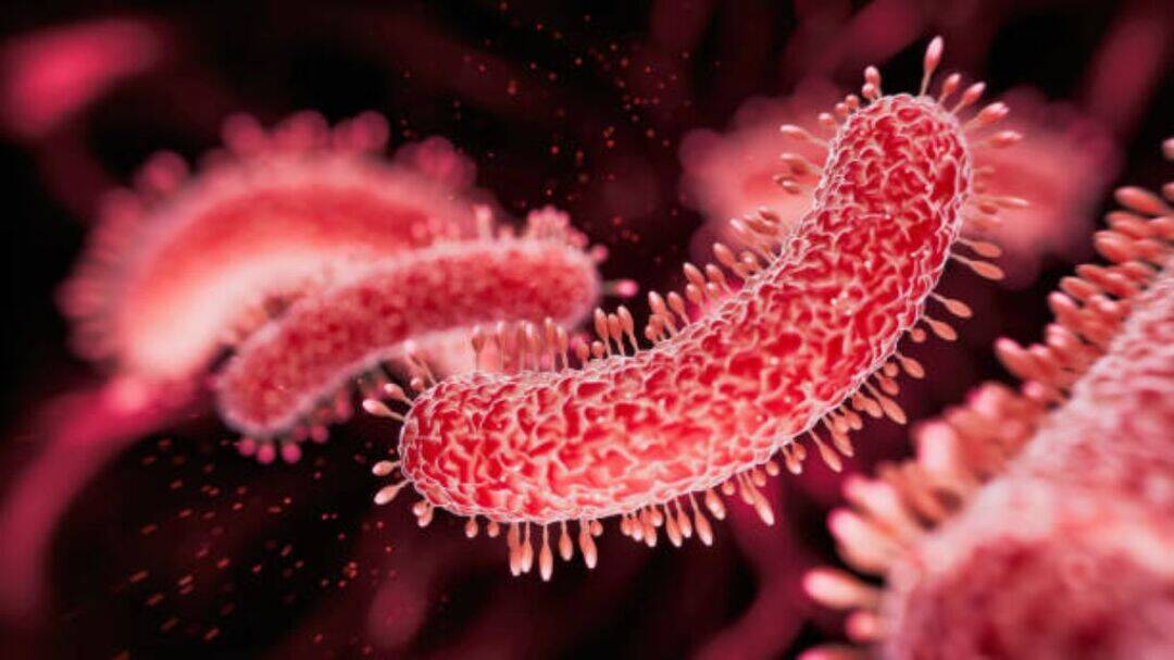 Cooling towers test positive for Legionella at Yankee stadium